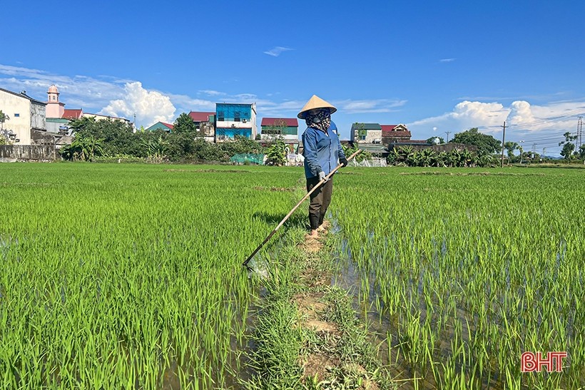 Chăm sóc lúa đầu vụ hè thu gặp nhiều thử thách bởi mùa nắng nóng kéo dài