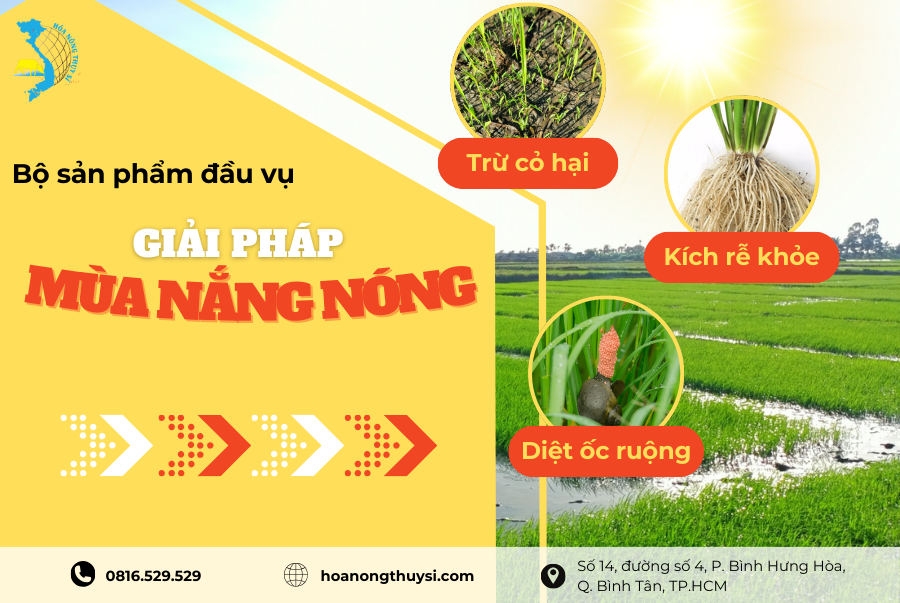 BỘ GIẢI PHÁP CHĂM LÚA ĐẦU VỤ HÈ THU MÙA NẮNG NÓNG