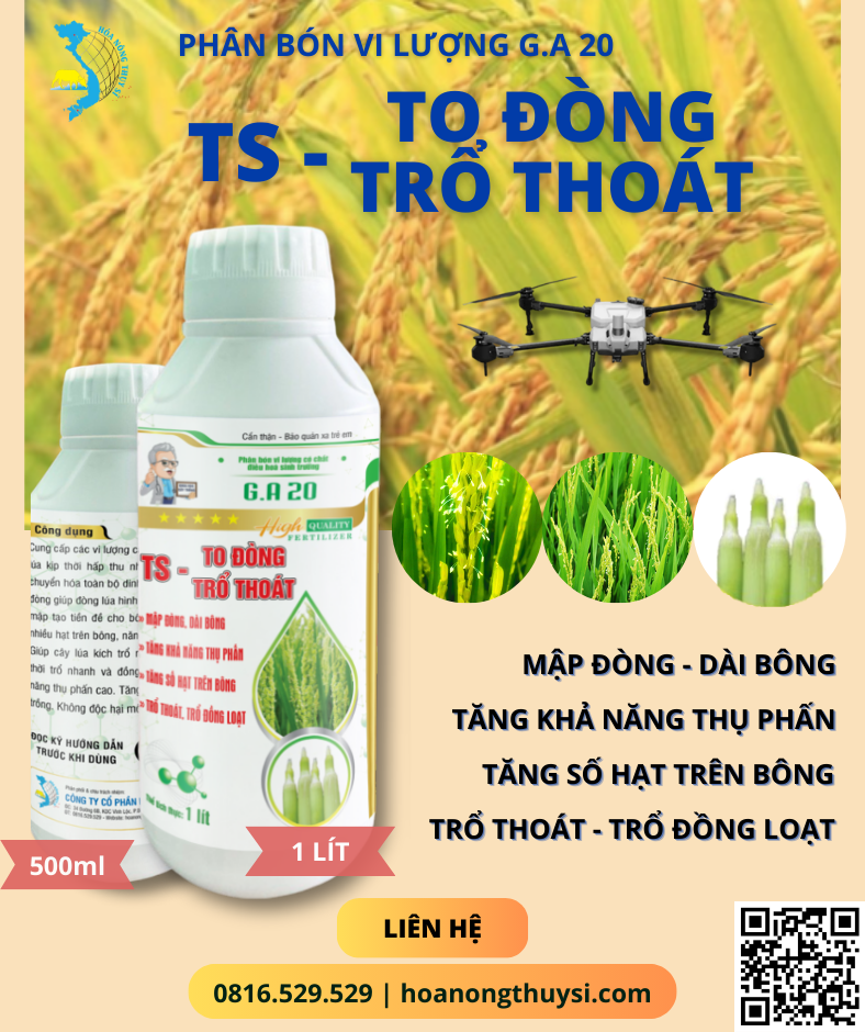 Bổ sung phân bón vi lượng TS giúp to đòng - dài bông - trổ thoát - trổ đồng loạt