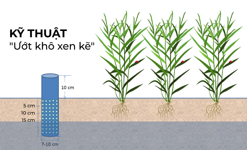 Kỹ thuật điều tiết “ướt khô xen kẽ” là 1 giải pháp thông minh được nhiều bà con áp dụng