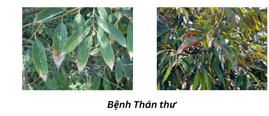 Bệnh thán thư trên sầu riêng