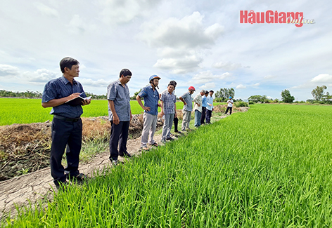 Nông dân ngoài tỉnh đến tham quan mô hình sản xuất lúa phát thải thấp ở HTX Tân Long.