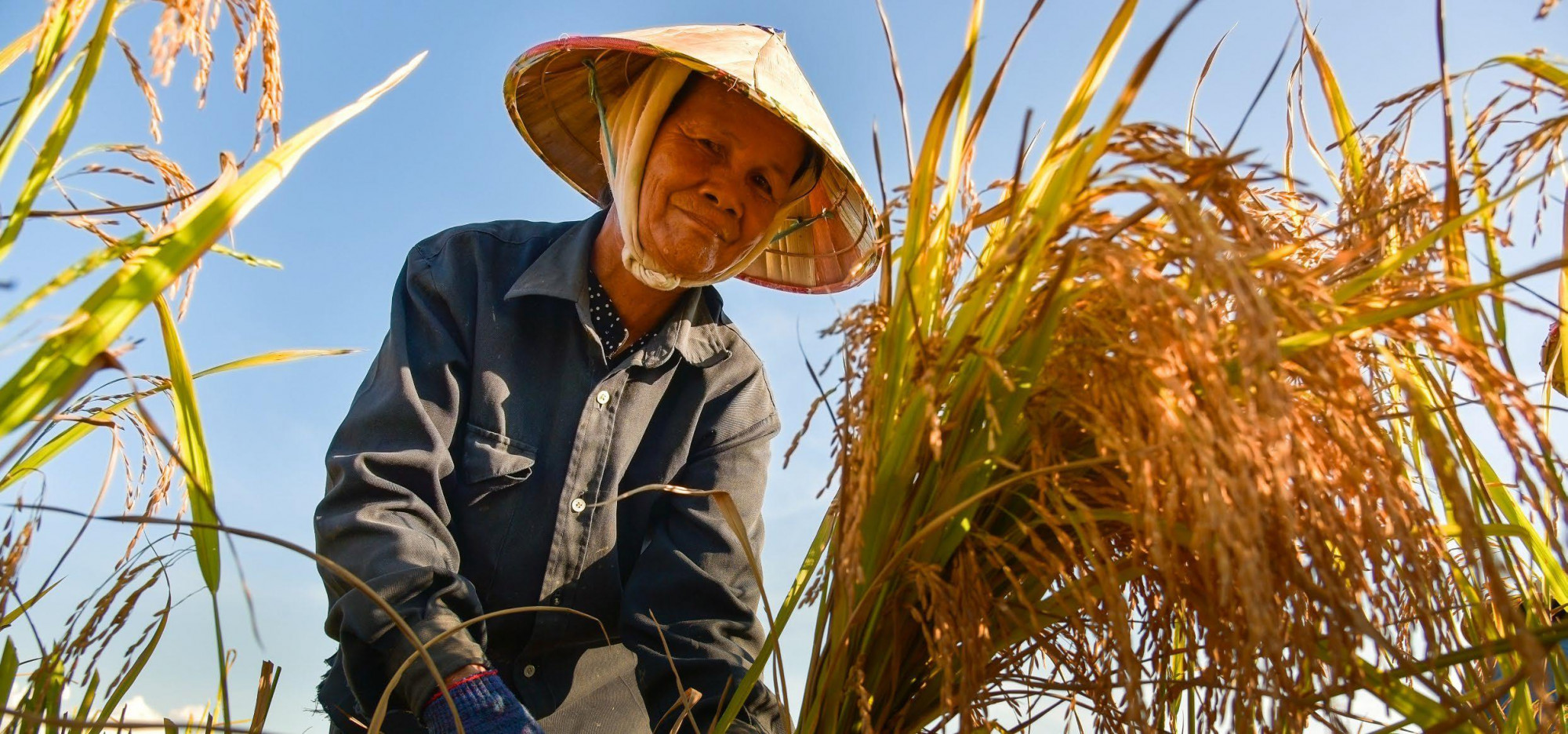 Sản phẩm bảo hiểm chỉ số thời tiết giúp bảo vệ nông dân khỏi các tác động của hiện tượng khí hậu cực đoan