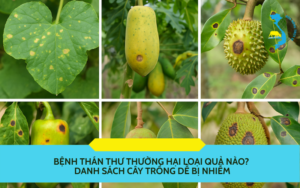 benh-than-thu-hai-qua-nao