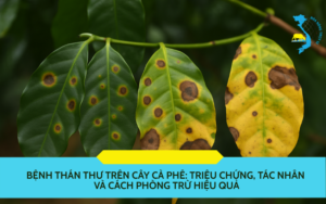 benh-than-thu-tren-cay-ca-phe