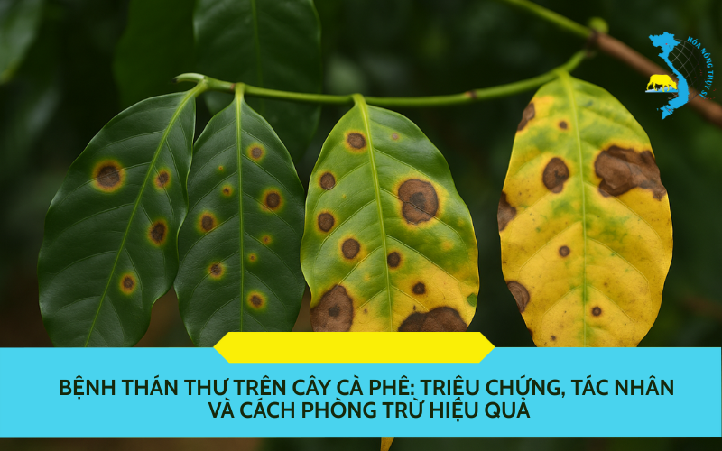 benh-than-thu-tren-cay-ca-phe