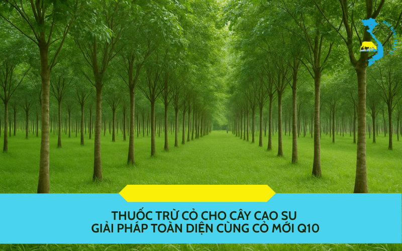 thuoc-tru-co-cho-cay-cao-su