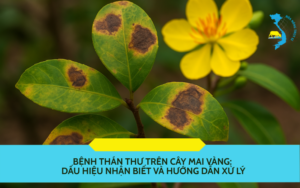 benh-than-thu-tren-cay-mai-vang
