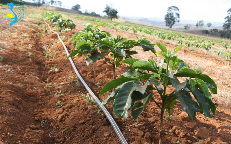 benh-than-thu-tren-cay-ca-phe