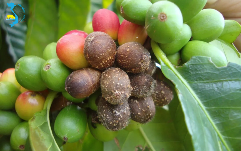 benh-than-thu-tren-cay-ca-phe