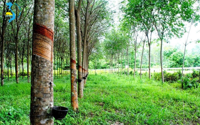 thuoc-tru-co-cho-cay-cao-su