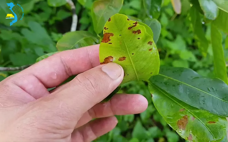 benh-than-thu-tren-cay-mai-vang