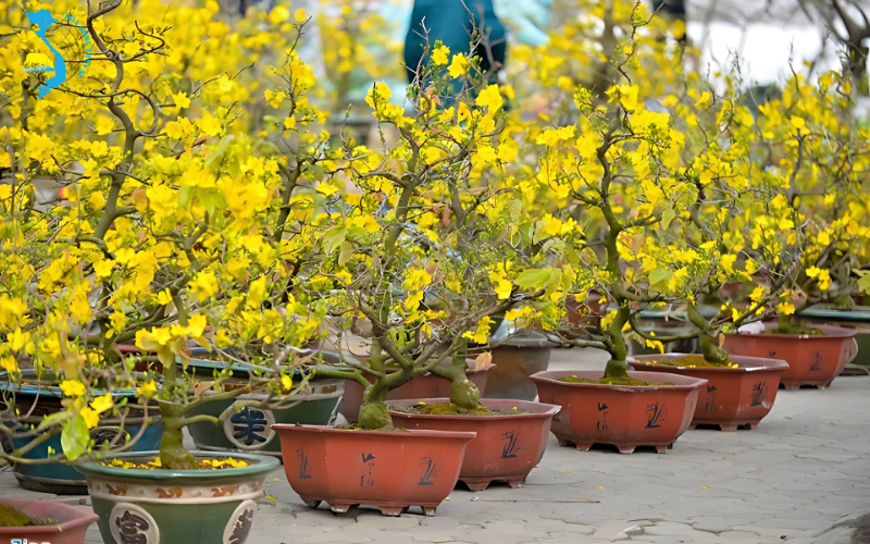 benh-than-thu-tren-cay-mai-vang