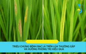 benh-bac-la-tren-lua