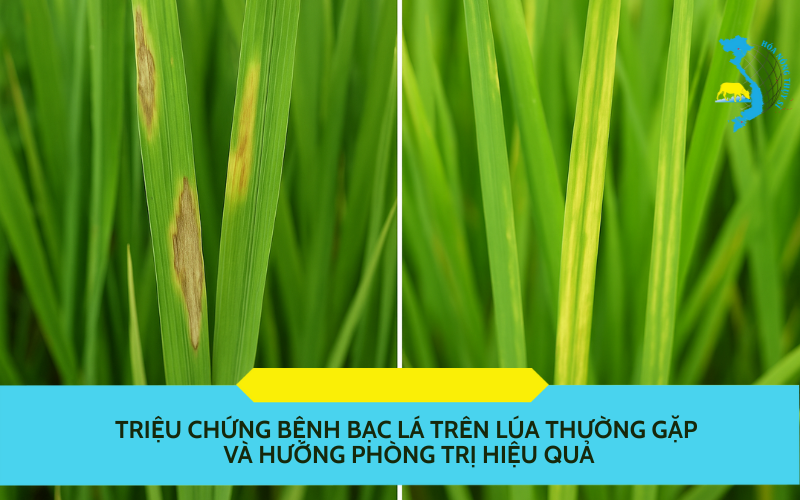 benh-bac-la-tren-lua