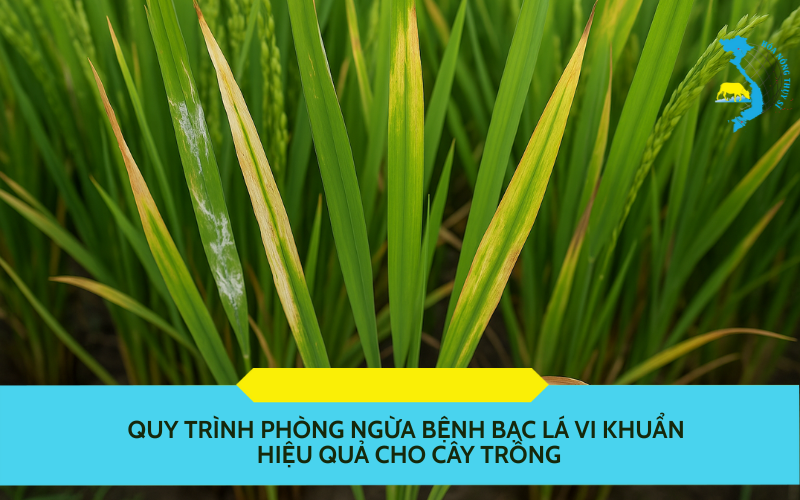 quy trình phòng ngừa bệnh bạc lá vi khuẩn