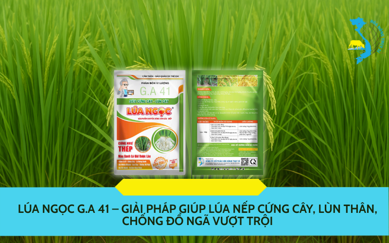 Lúa Ngọc G.A 41
