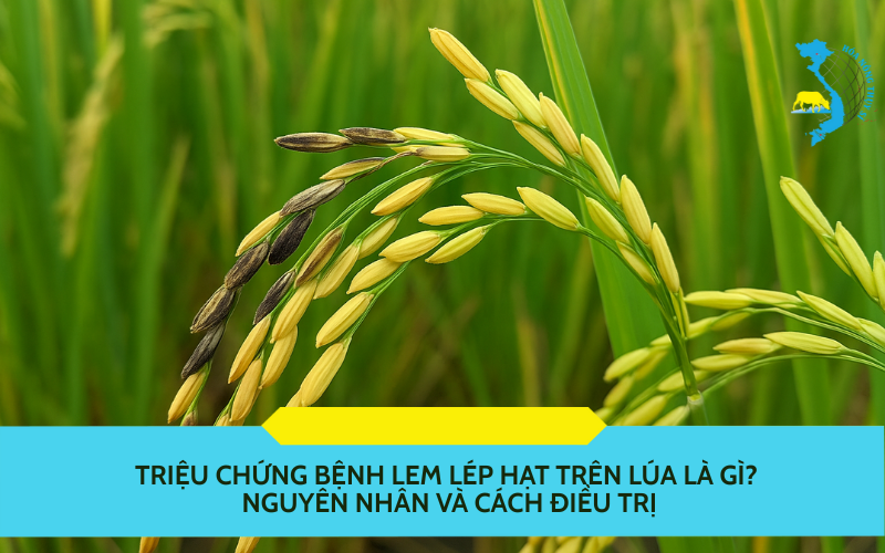 trieu-chung-benh-lem-lep-hat-tren-lua