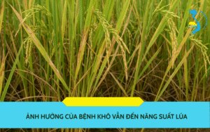 anh-huong-cua-benh-kho-van
