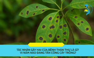 tac-nhan-gay-hai-benh-than-thu