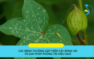 cac-benh-thuong-gap-tren-cay-bong-vai