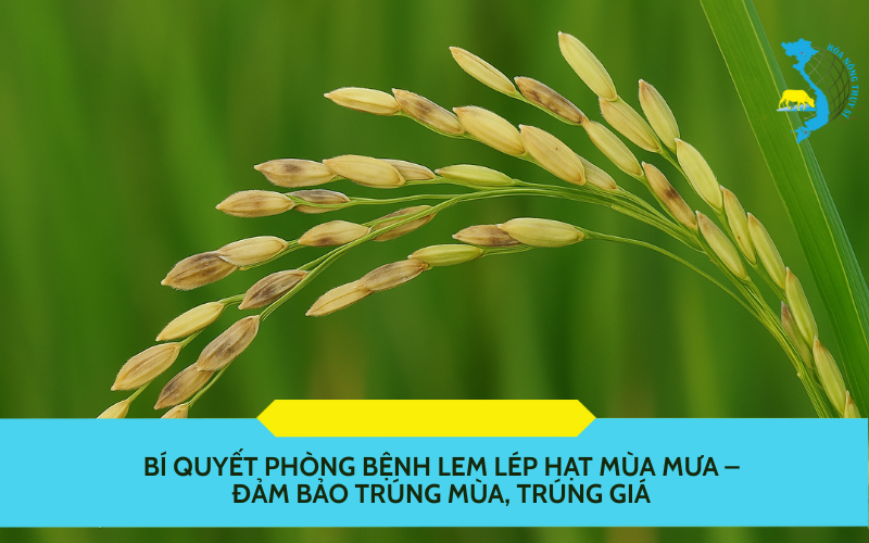 phong-benh-lem-lep-hat-mua-mua