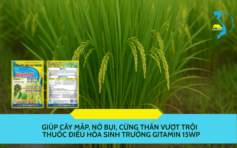 thuoc-dieu-hoa-sinh-truong-gitamin-15wp