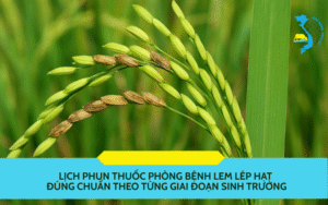 Lịch phun thuốc phòng bệnh lem lép