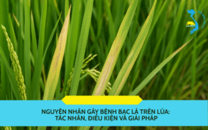 Nguyên nhân gây bệnh bạc lá trên lúa