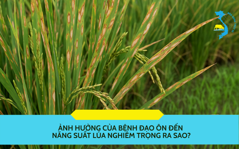 Ảnh hưởng của bệnh đạo ôn đến năng suất lúa
