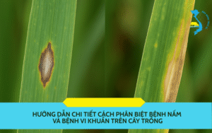 cách phân biệt bệnh nấm và bệnh vi khuẩn trên cây