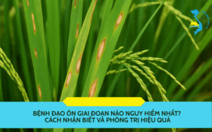 Bệnh đạo ôn giai đoạn nào nguy hiểm