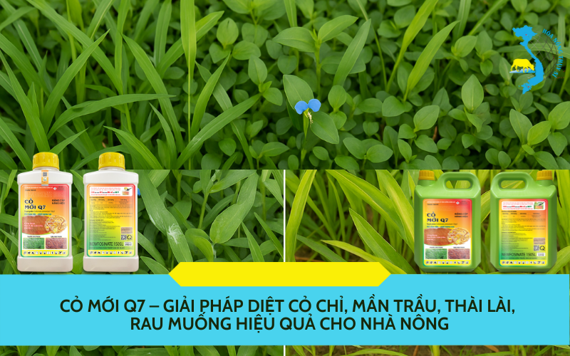 Cỏ Mới Q7