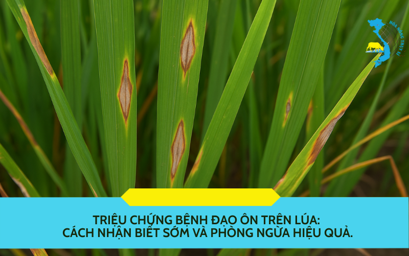 benh-dao-on-tren-lua