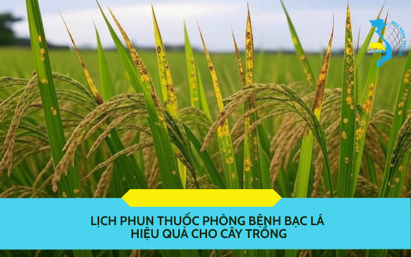 lịch phun thuốc phòng bệnh bạc lá