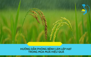 phòng bệnh lem lép hạt trong mùa mưa