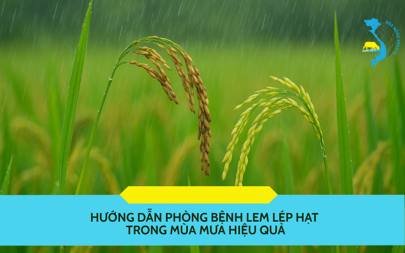 phòng bệnh lem lép hạt trong mùa mưa
