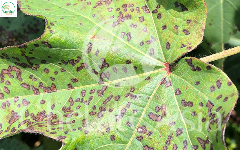 benh-thuong-gap-tren-cay-bong-vai