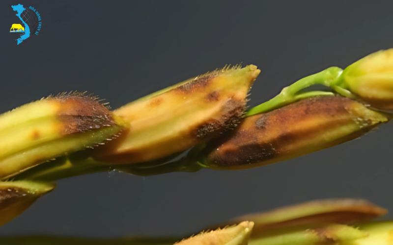 phong-benh-lem-lep-hat-trong-mua-mua