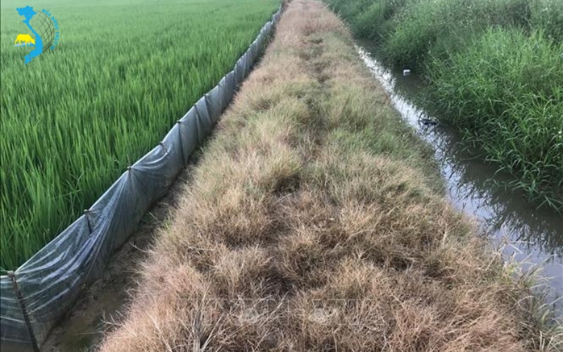 cach-su-dung-thuoc-tru-co-co-moi-q10-hieu-qua