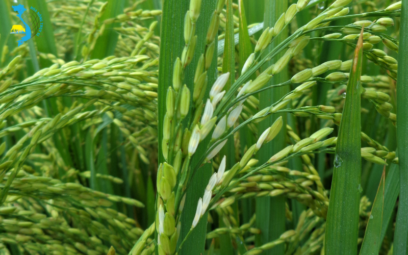 Lịch phun thuốc phòng bệnh lem lép