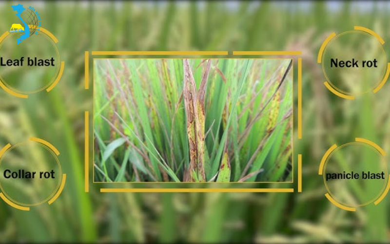 Ảnh hưởng của bệnh đạo ôn đến năng suất lúa