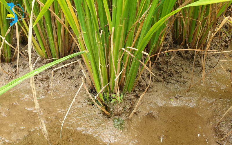 anh-huong-cua-benh-kho-van