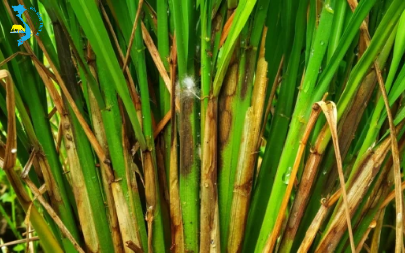 anh-huong-cua-benh-kho-van