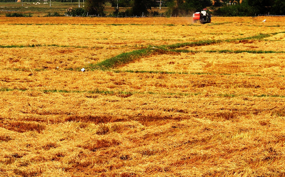 Mua thuốc diệt cỏ Cỏ Mới Q10