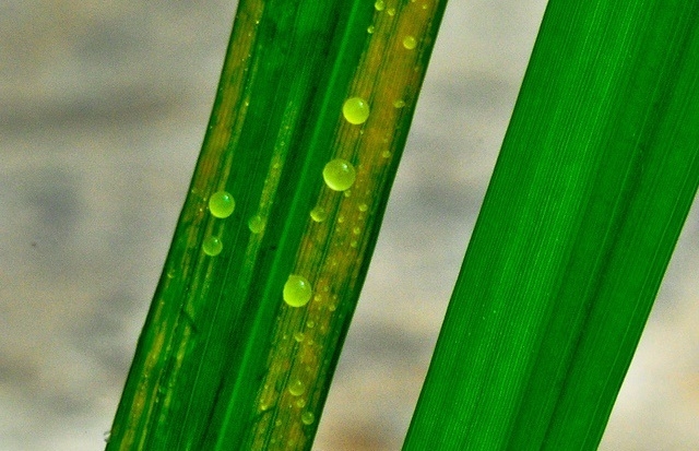 benh-bac-la-tren-lua