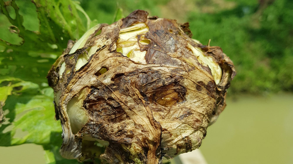 cách phân biệt bệnh nấm và bệnh vi khuẩn trên cây