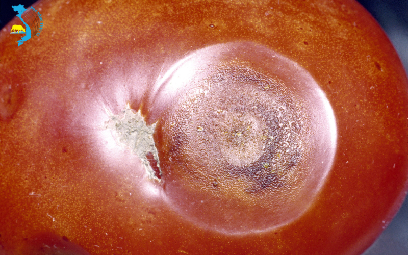 tac-nhan-gay-hai-benh-than-thu