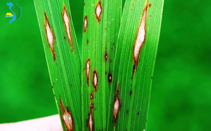 benh-dao-on-tren-lua