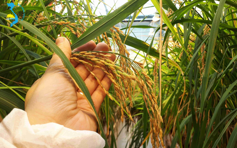 trieu-chung-benh-lem-lep-hat-tren-lua